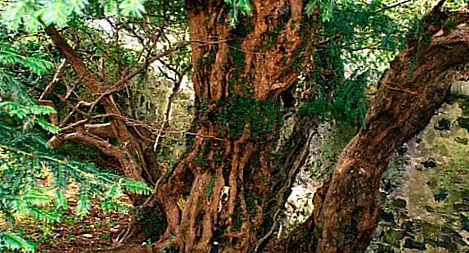 �������������� ���