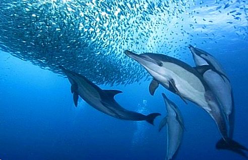 ������� � ����������